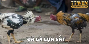 đá gà cựa sắt